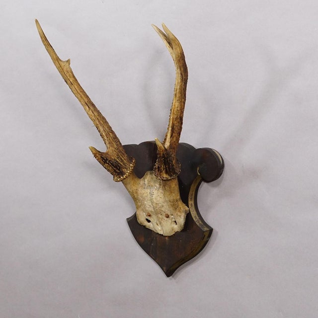 Antique 6 pointer Siberian Deer Trophy on Wooden Plaque, ca. 1940s This piece shows an antique trophy made from a six-...