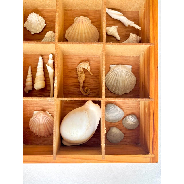 Pair Vintage Folk Art Shadow Boxes With Seashell Collection Coastal Boho Chic For Sale - Image 12 of 18