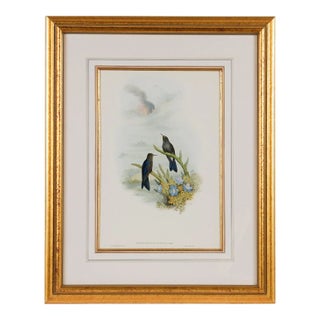 Thorn-Bill Hummingbirds: A Framed 19th C. Hand-Colored Lithograph by Gould, 1862-1873 For Sale