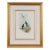 Thorn-Bill Hummingbirds: A Framed 19th C. Hand-Colored Lithograph by Gould, 1862-1873 For Sale