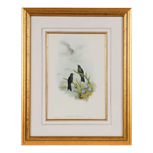 Thorn-Bill Hummingbirds: A Framed 19th C. Hand-Colored Lithograph by Gould, 1862-1873