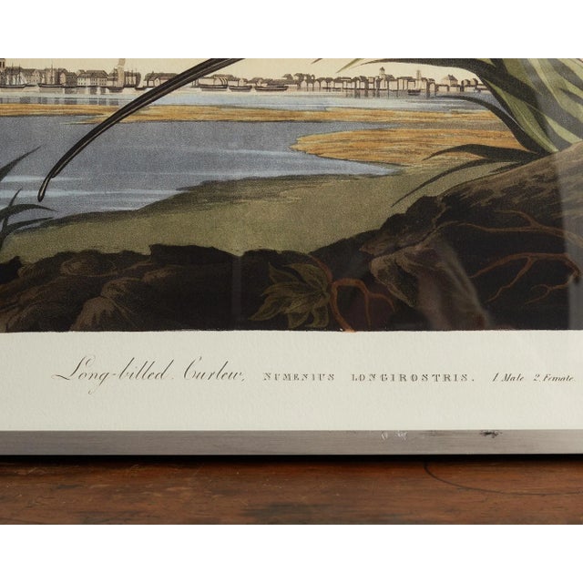 Audubon Long Billed Curlew Plate #231 Havell Oppenheimer Edition For Sale - Image 9 of 11
