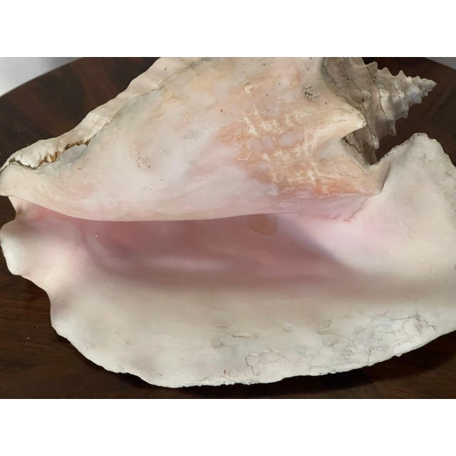 Antique Coastal Conch Sea Shell For Sale - Image 4 of 5
