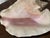 Antique Coastal Conch Sea Shell For Sale - Image 4 of 5