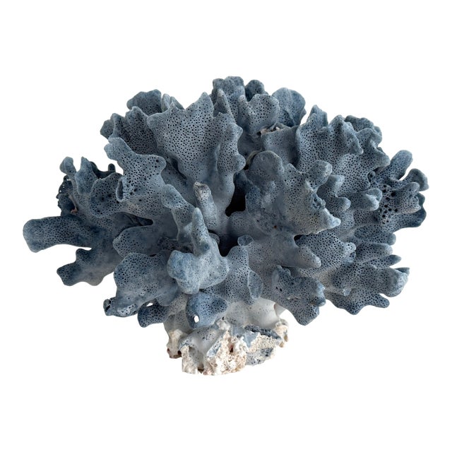 Natural Blue Coral Specimen Coastal Decor For Sale