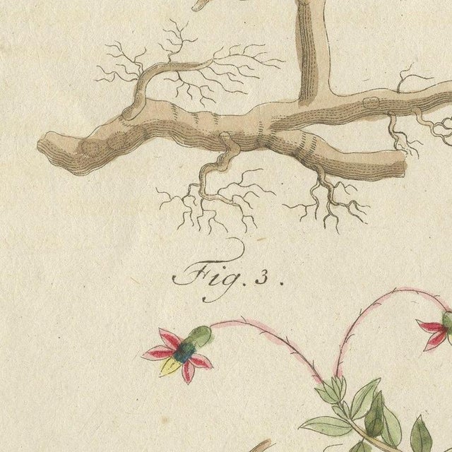 Bertuch, Bilberry, Lingonberry and Cranberry, 1805, Print For Sale - Image 9 of 12