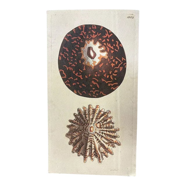 Early 19th Century Tortoise & Pleated Shell Limpets Print Naturalists Miscellany by Shaw and Nodder For Sale