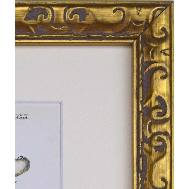 Mid 19th Century 19th Century Antique Hand Colored English Shell Print by John Jeffreys 1869 For Sale - Image 5 of 6