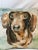 16" Square Decorative Pillow Decorated With An Adorable Doxie / Dachshund Dog Portrait - Made in the U K Measures 16" X 6"...