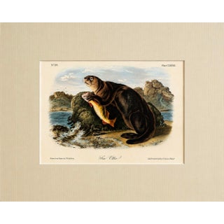 Sea Otter Original Lithograph by John James Audubon, 1849 (1st Edition) For Sale