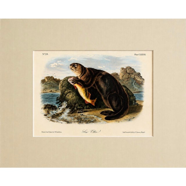 Sea Otter Original Lithograph by John James Audubon, 1849 (1st Edition) For Sale