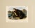 Sea Otter Original Lithograph by John James Audubon, 1849 (1st Edition) For Sale