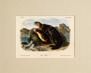 Sea Otter Original Lithograph by John James Audubon, 1849 (1st Edition)