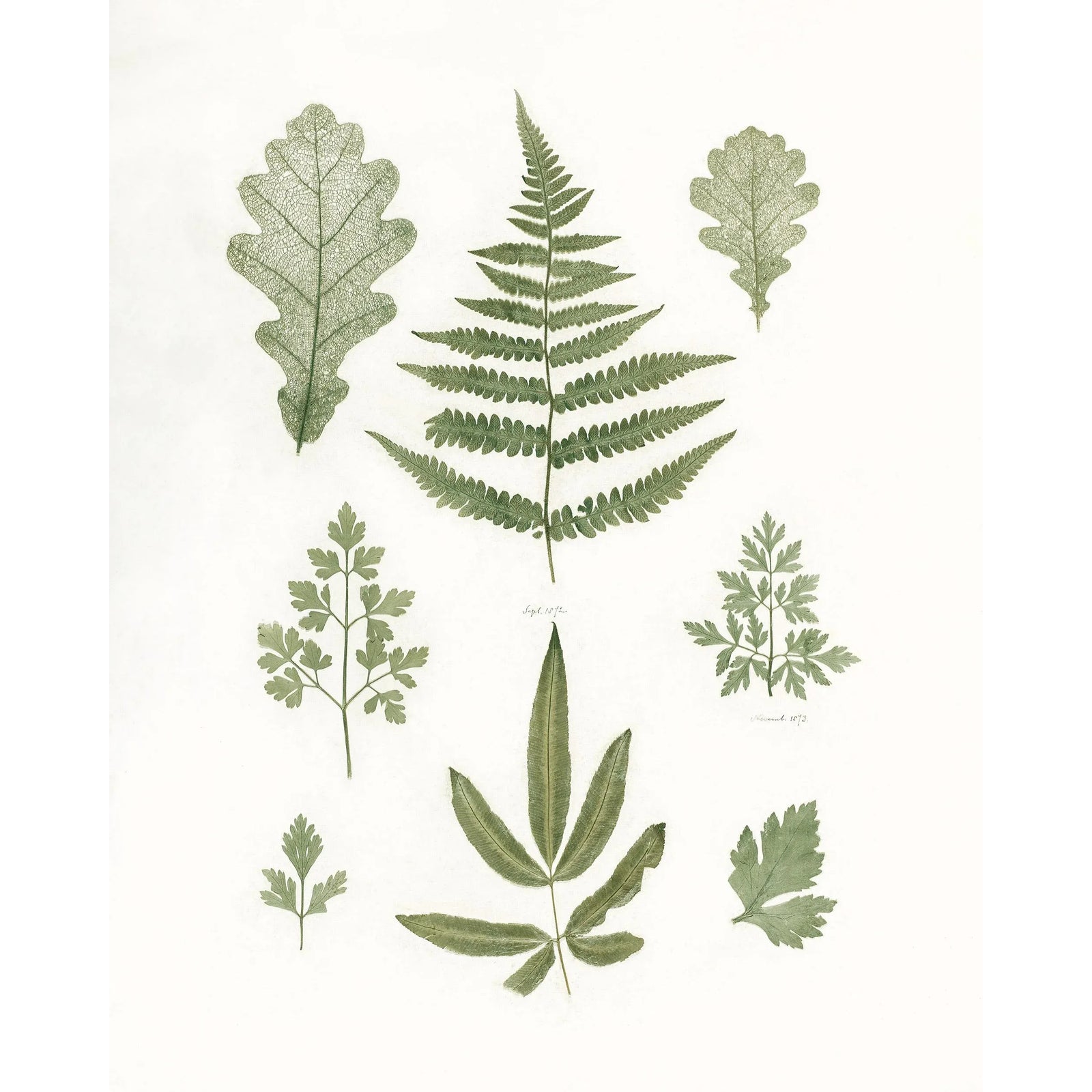 Victorian Botanical Specimen Reproduction Print | Chairish