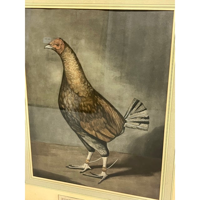 Antique Pair of English Game Bird Sporting Hand Colored Engravings in Ebonized Frames For Sale - Image 17 of 18