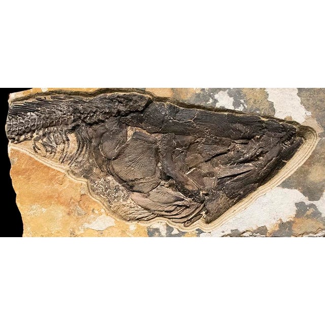 A sculpture containing a rare Amia pattersoni skull. The stone sits atop a steel base. We ship our sculptures in custom...