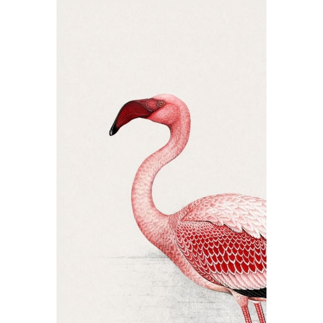 Not Yet Made - Made To Order Lesser Flamingo by C. G. Finch-Davies, Vintage Reproduction Bird Art Print, 26″ × 40″ For Sale - Image 5 of 8