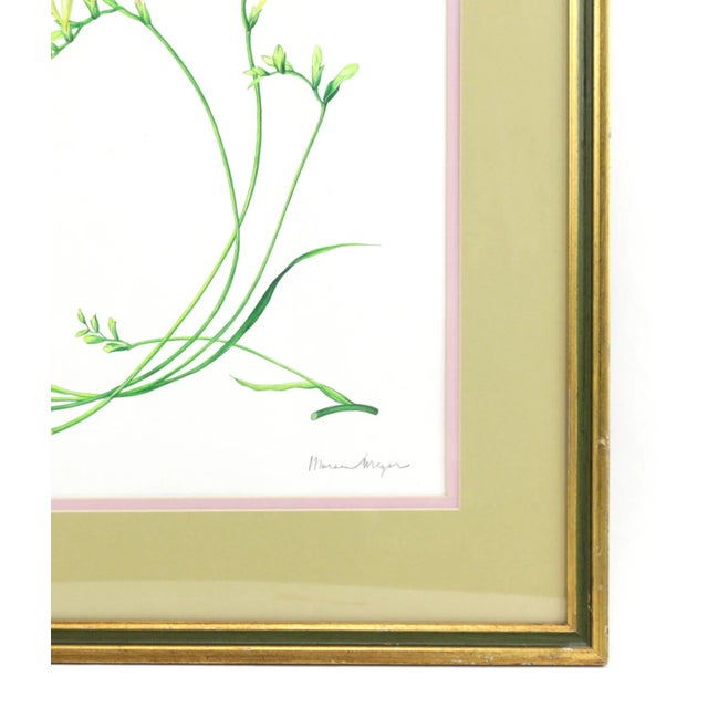 Vintage Hand-Painted Plant Specimen Watercolor Freesia Flower (With Frame). Signed in the Lower Right Corner For Sale - Image 4 of 9