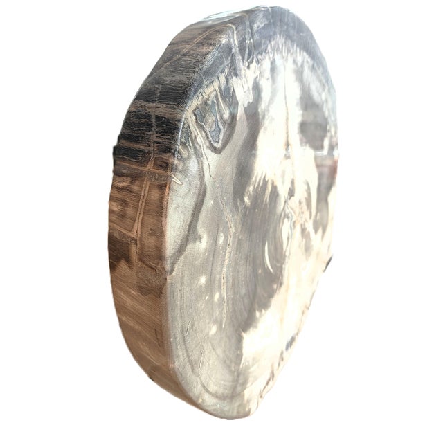 Large and well rounded petrified wood slab in a fine white grey color with darkened features towards the exterior. Sides...