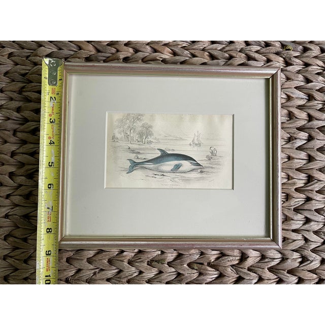Antique 19th Century Whale/Whaling/Nautical Themed Hand Colored Partial Book Plate/Engraving in Contemporary SilverLeaf Style Frame Option#4 Delphinus For Sale - Image 4 of 7