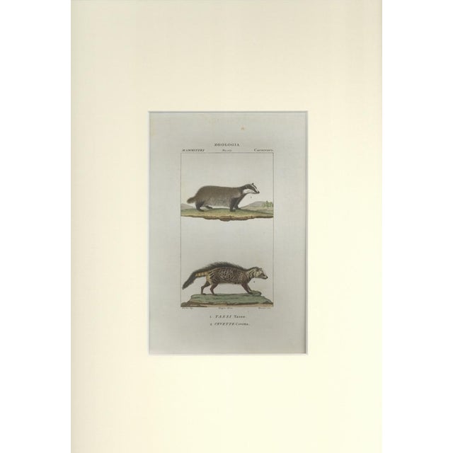 This is one of the illustrations of " Dizionario di scienze naturali " (Natural sciences dictionary) edited by Battelli...