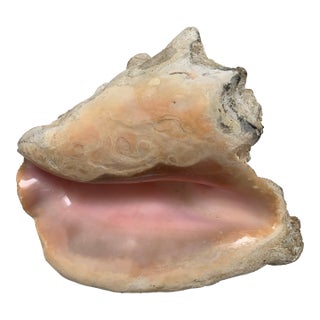 Large Vintage Natural Decor Shell For Sale