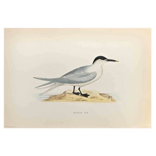 Alexander Francis Lydon, Sandwich Tern, Woodcut Print, 1870 For Sale