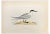 Alexander Francis Lydon, Sandwich Tern, Woodcut Print, 1870 For Sale