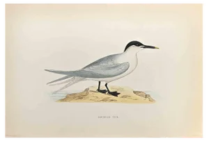 Alexander Francis Lydon, Sandwich Tern, Woodcut Print, 1870
