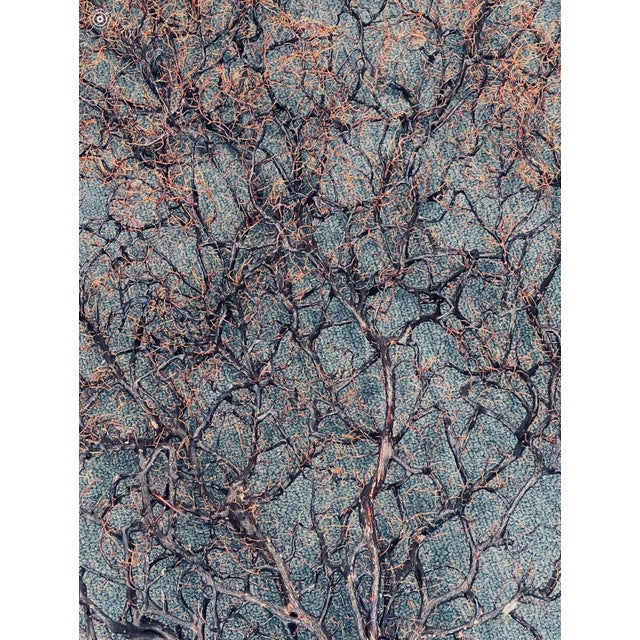 Coastal 1950s Rare 4 Ft Sea Fan on Stand Coastal Decor For Sale - Image 3 of 5