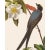 Introducing the Duchess Edition: a refined collection of Audubon Bird Giclée reproductions that elevate the timeless...
