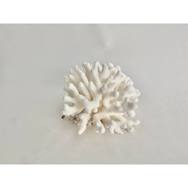 Natural Pacific Elkhorn Coral Specimen For Sale In Los Angeles - Image 6 of 6