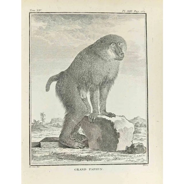 Grand Papion is an etching made by Jacques Baron in 1771. The artwork Belongs to the suite "Natural, general and...