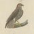 Beige Bertuch, Six Hawks and Buzzards, Birds of Prey, 1805, Print For Sale - Image 8 of 12