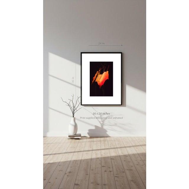 Paul Cooklin, Maple Leaves, Edition of 50 For Sale - Image 6 of 7