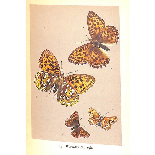 Paper "British Butterflies" 1951 Ford, e.b. For Sale - Image 7 of 11