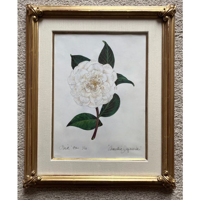 This lovely set of 2 botanical limited edition of 10 prints of "Camellia Japonica" by Botanical Illustrator, Tina Baranet...