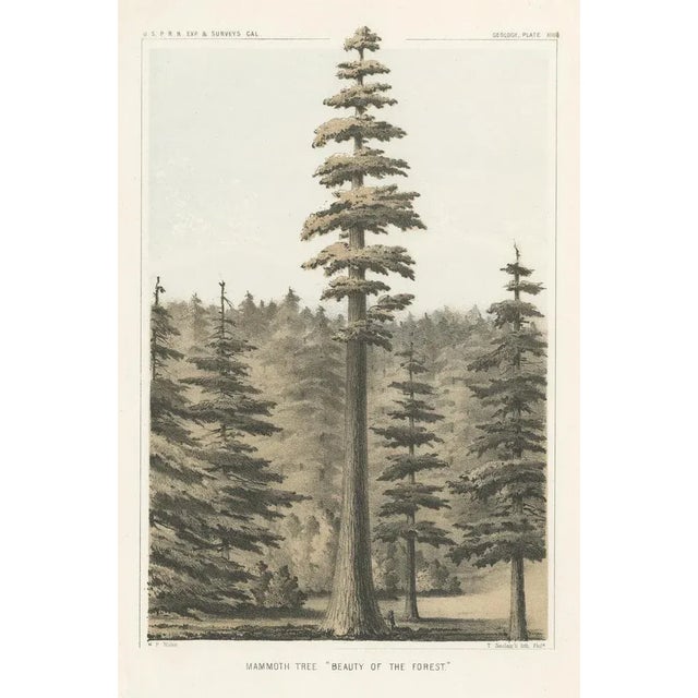 Towering Mammoth Tree: "Beauty of the Forest" Lithograph Description: This stunning lithograph, titled "Mammoth Tree:...