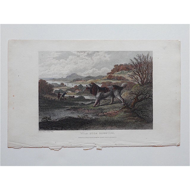 This hand colored engraving depicts a hunting Spaniel It was printed in the 19th century in England on "wove" paper....