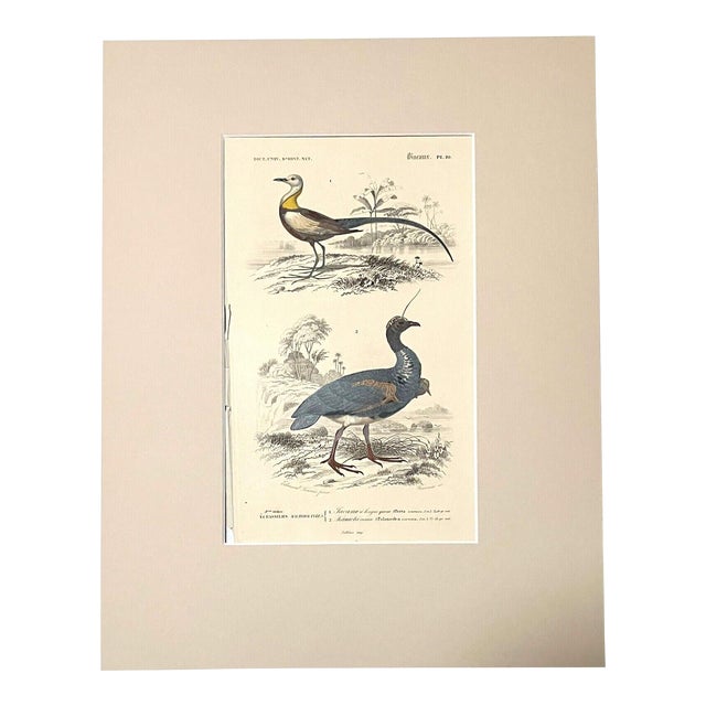 Original Antique D'Orbigny Hand-Colored Engraving, Jacana & Horned Screamer For Sale