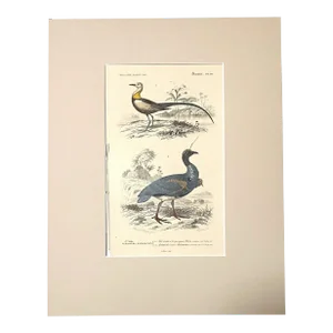 Original Antique D'Orbigny Hand-Colored Engraving, Jacana & Horned Screamer