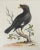 Pair of antique circa 1743English handcolored etchings of birds by George Edwards (1694-1773) from A Natural History of...
