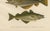 Whiting, Poor Cod, Pollack, and Saithe - Captivating Scandinavian Fish Lithograph This exceptional 19th-century lithograph...