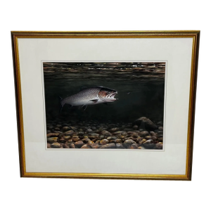 Majestic Fishing Painting Sea Trout Nearly Hooked the Zulu Silver Fly by Roger McPhail C2003, Framed