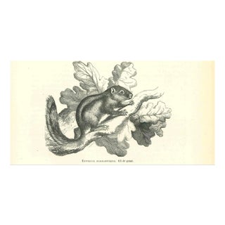 Paul Gervais, The Squirrel, Lithograph, 1854 For Sale