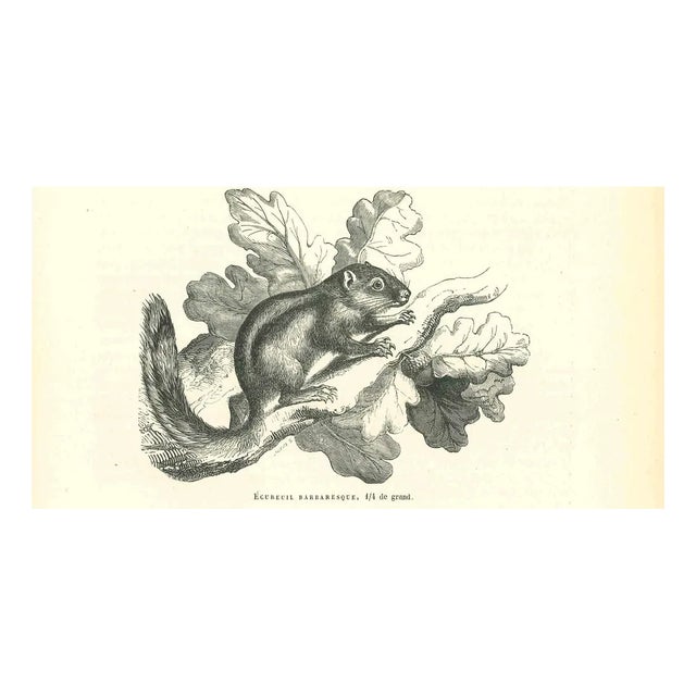 Paul Gervais, The Squirrel, Lithograph, 1854 For Sale