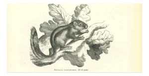 Paul Gervais, The Squirrel, Lithograph, 1854