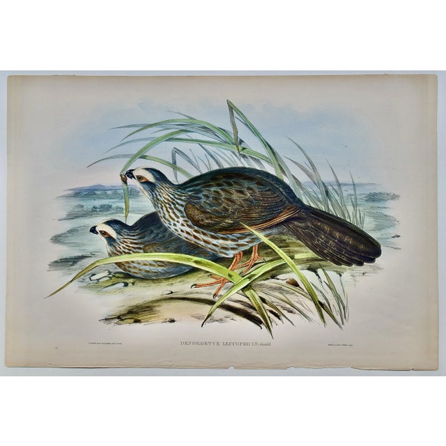 Printmaking Materials White Eye-Browed Partridges: Hand-Colored Folio-Sized Bird Lithograph by Gould, 1840-1848 For Sale - Image 7 of 8