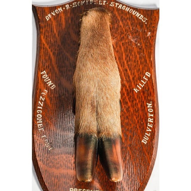 1930s Nice Deer Hoof Wood Shield Mounted Antique English Taxidermy Hunting Trophy For Sale - Image 5 of 14