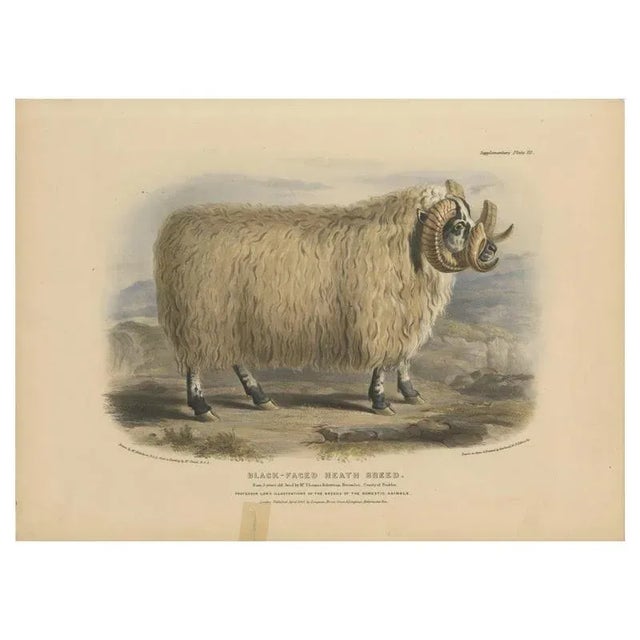 Fairland after W. Nicholson, A Ram of the Black-Faced Heath Breed or Scottish Blackface, 1841, Lithograph For Sale - Image 7 of 7